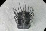 Spiny Koneprusia Trilobite - Ofaten, Morocco #149181-6